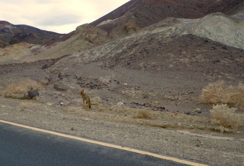 On the way down from Artist's Drive we came across a lone Coyote, he wasn't too scared.